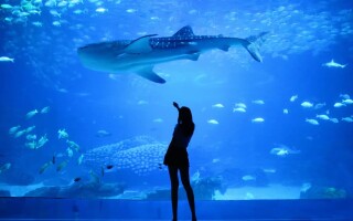 Особенности фотосъемки в аквариуме